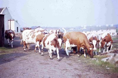 P60107; Cows in yard on Tamfourhill Farm