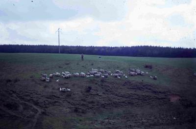 P60122; Sheep on Tamfourhill Farm