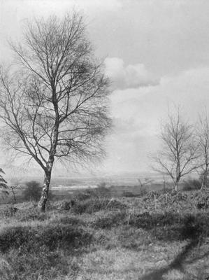 P11321; "Mid Birch and Bracken"