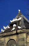 Dollar Park Dovecot with doves on roof