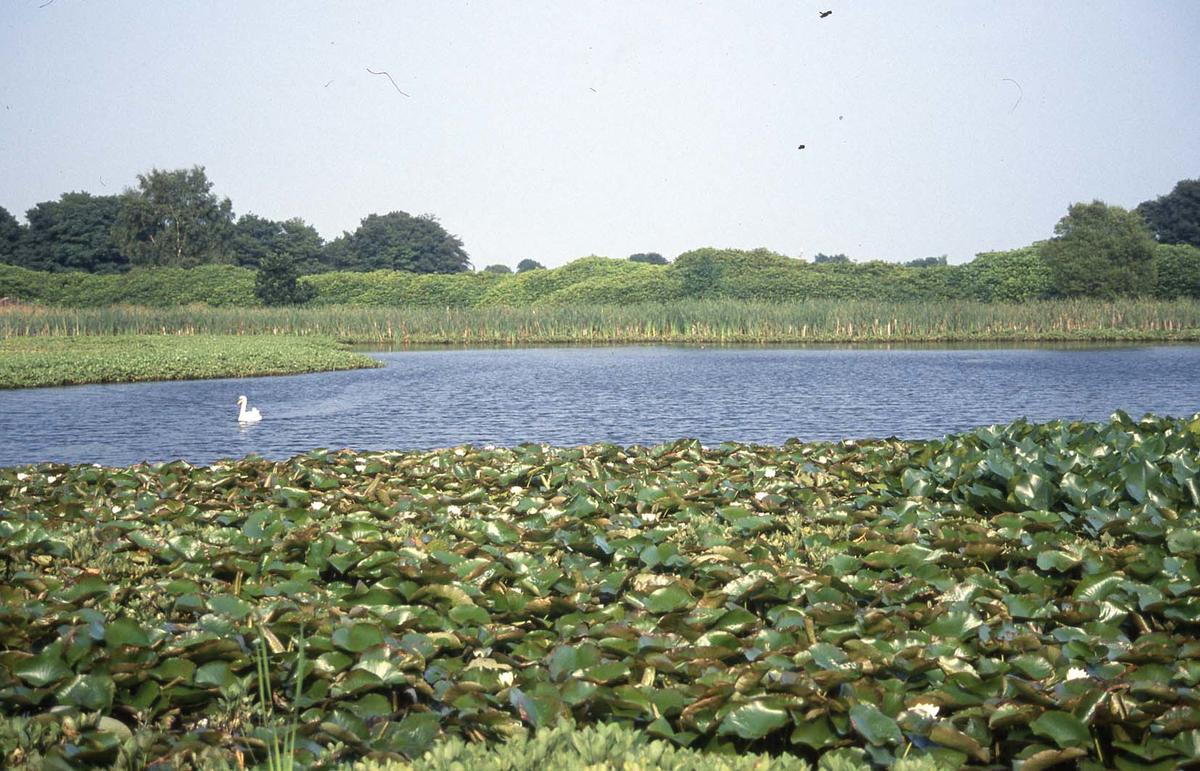 Pond at Larbert House Falkirk Council