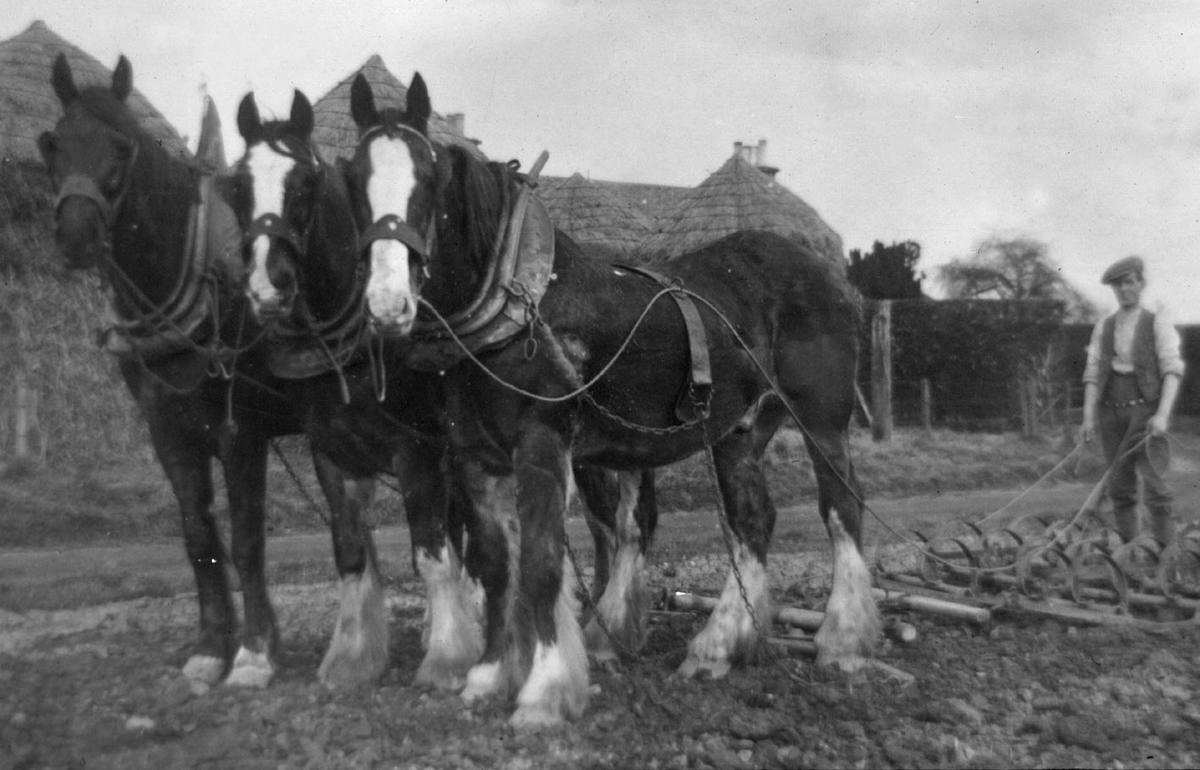 Harrowing with horsedrawn harrow at Brackenlees Farm, Airth Falkirk