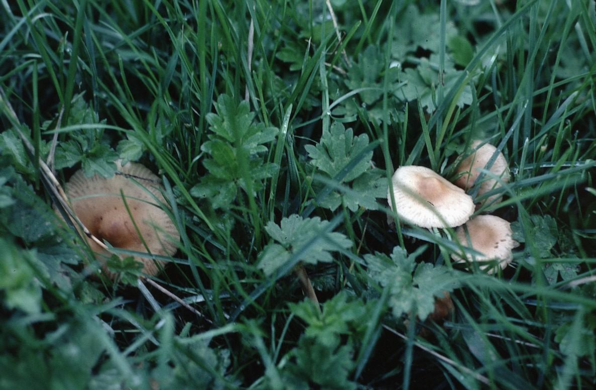 Fairy ring champignon mushroom Falkirk Council